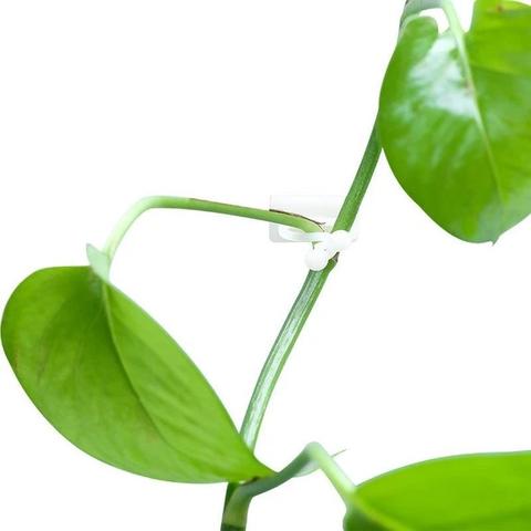 Planten Klimwand “DIY” 10 Stuks (Tijdelijk 50% Korting)